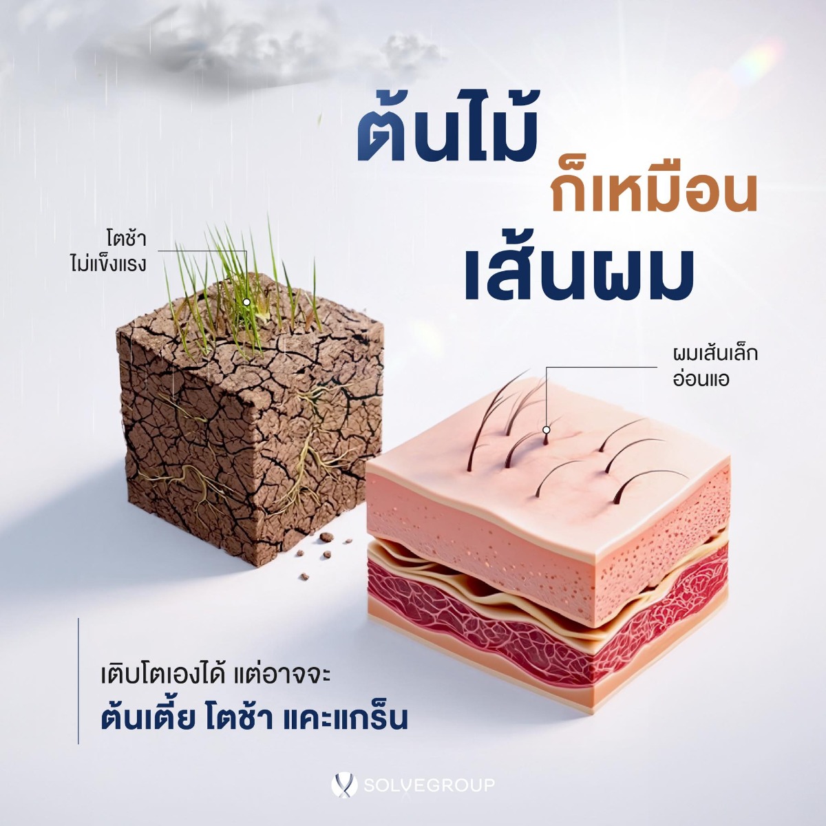 ต้นไม้ ก็ เส้นผม เส้นผม เติมโตเองได้ แต่อาจจะ ต้นเตี้ย โตช้า แคะแกร็น ต้นไม้ ก็ เส้นผม เส้นผม เติมโตเองได้ แต่อาจจะ ต้นเตี้ย โตช้า แคะแกร็น