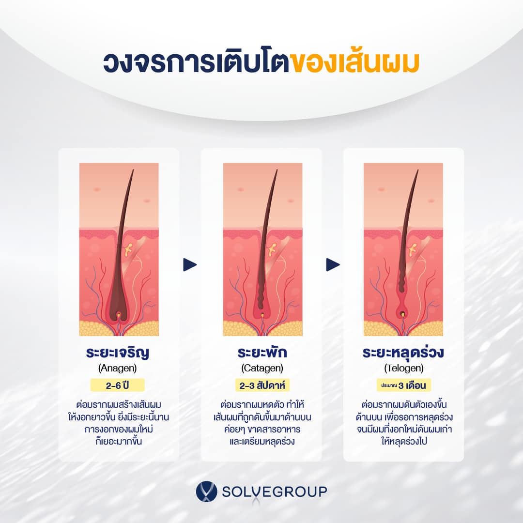 3 วงจรของเส้นผม