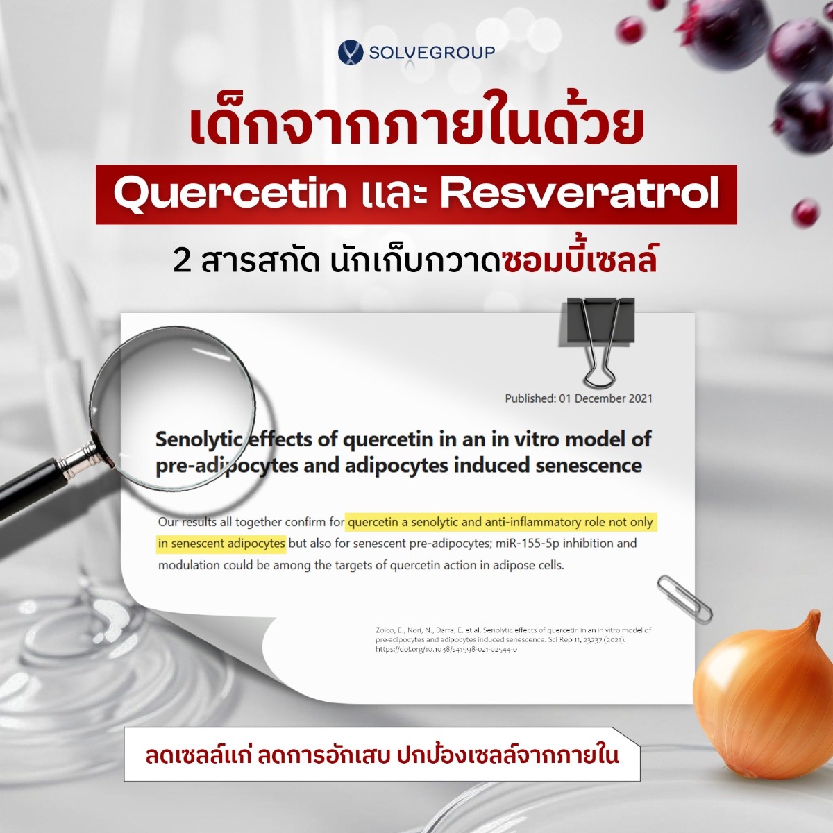 เด็กจากภายในด้วย Quercetin และ Resveratrol 2 สารสกัด นักเก็บกวาดซอมบี้เซลล์