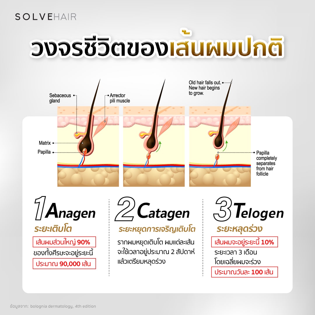 telogen-effluvium-normal