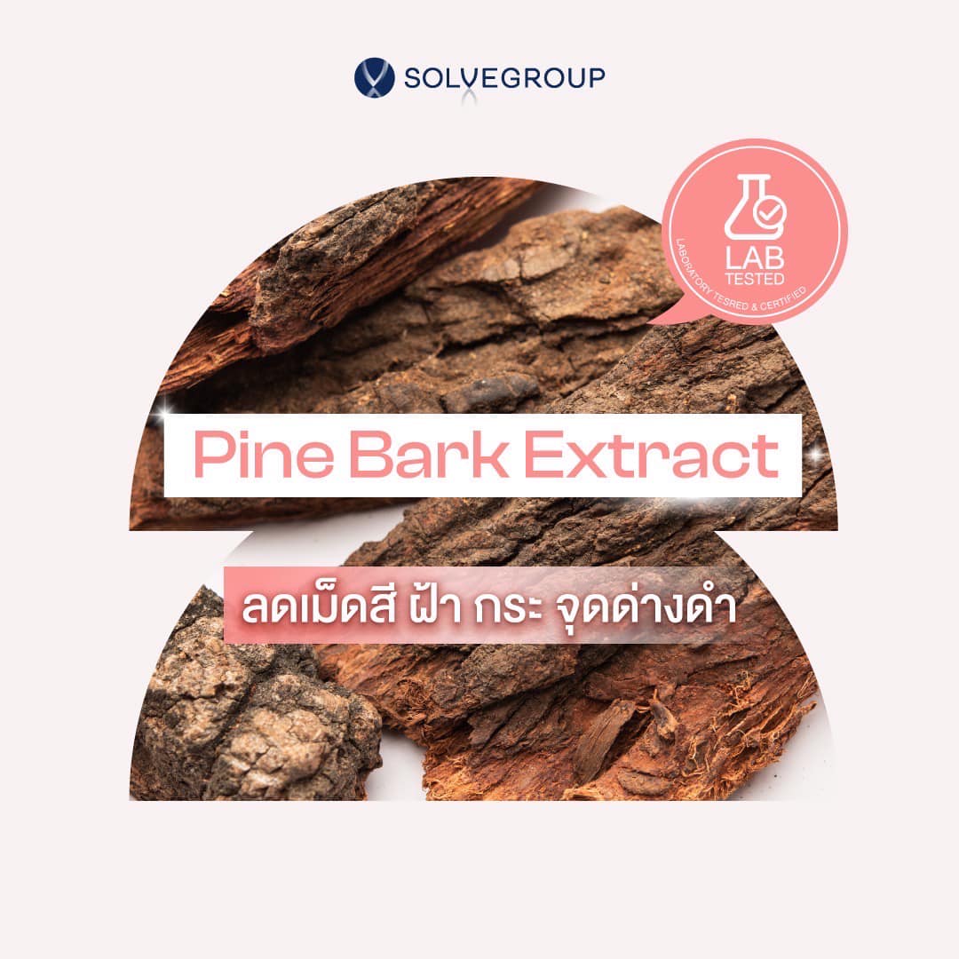 Pine Bark Extract ลดเม็ดสี ฝ้า กระ จุดด่างดำ