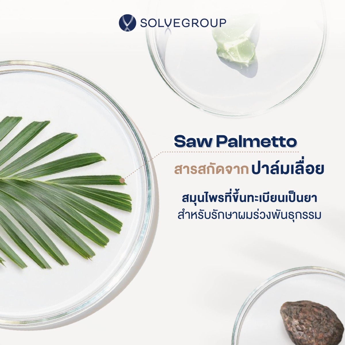 Saw Palmetto คือ