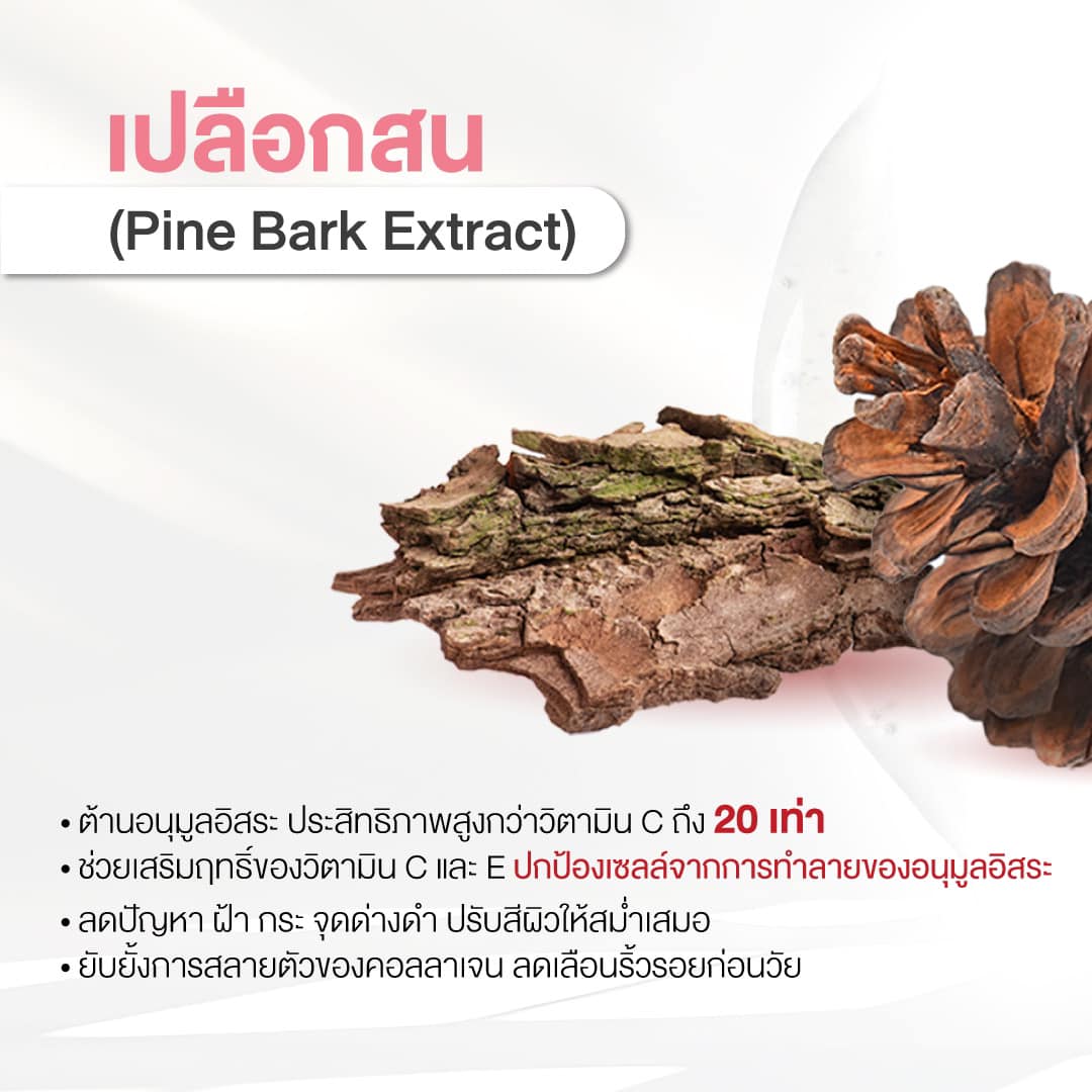 1. สารสกัดจากเปลือกสน (Pine Bark Extract)