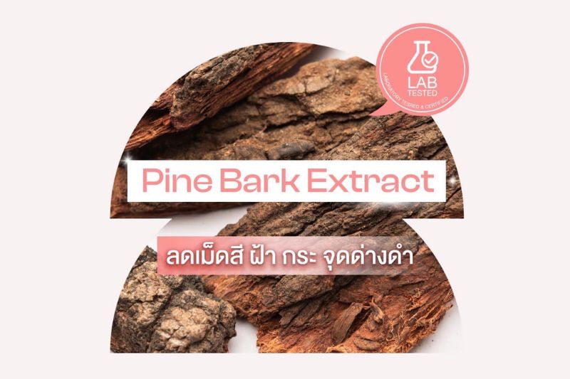 Pine Bark Extract ลดเม็ดสี ฝ้า กระ จุดด่างดำ