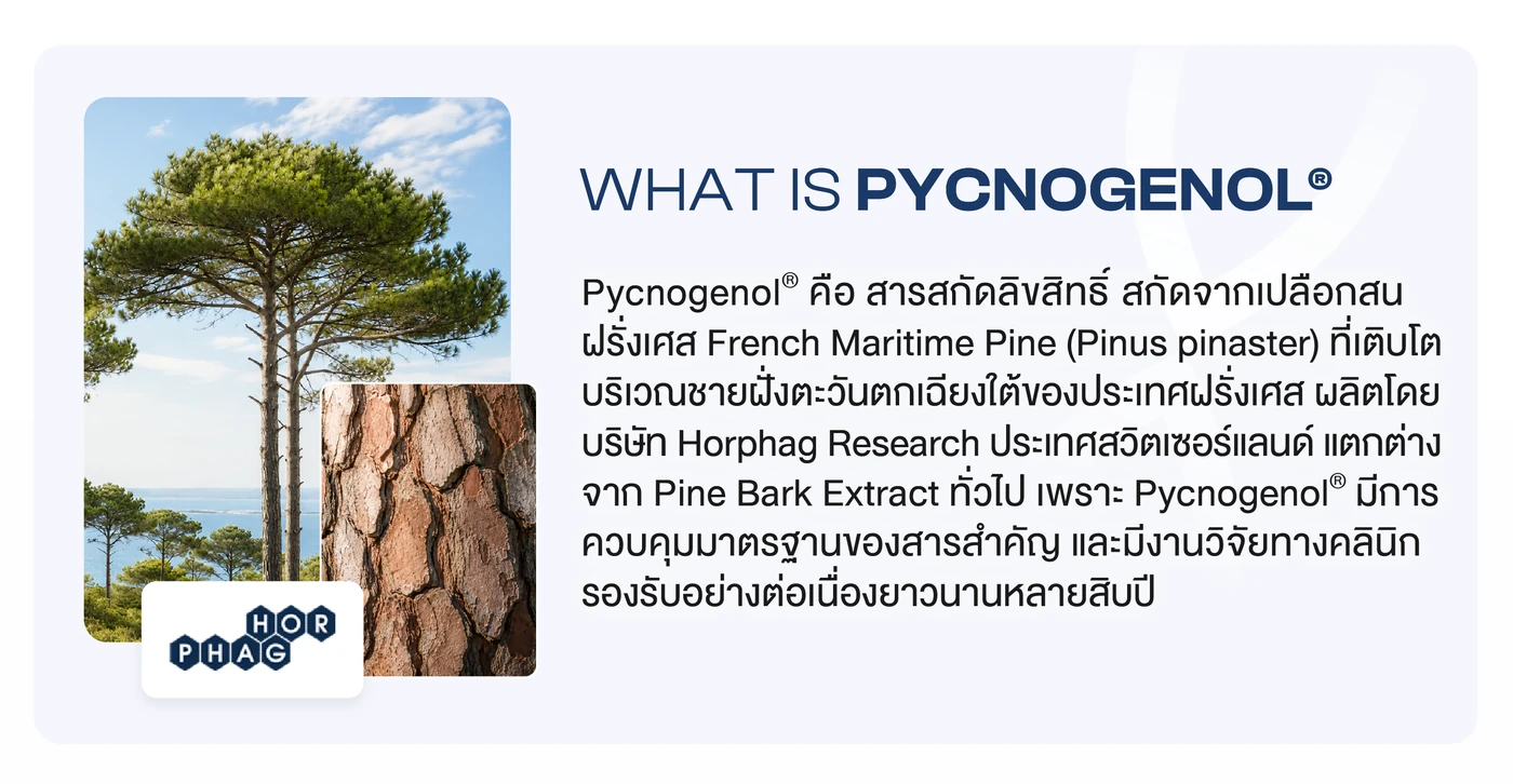 pycnogenol