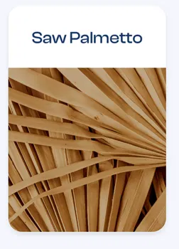 saw-palmetto